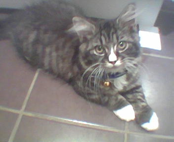 Boots my tabby - He is my gorgeous prince :)