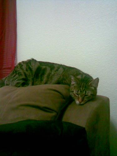 Baby Dirt - I love my cat daughter:)