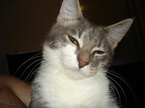 Spook - This is spook. He was abondoned as a kitten and was found being kicked around in a box without food or water. Since he had such a bad start in life we couldn't bear to give him to a pound as he might not be picked by someone, so we kept him.