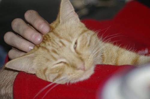 Leo - This is Leo having his head scratched. He is one of the most affectionate cats I have ever seen.