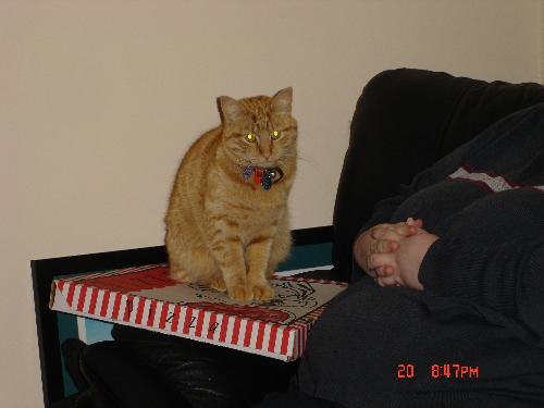 You can't have the pizza - This is Leo guarding the pizza box.