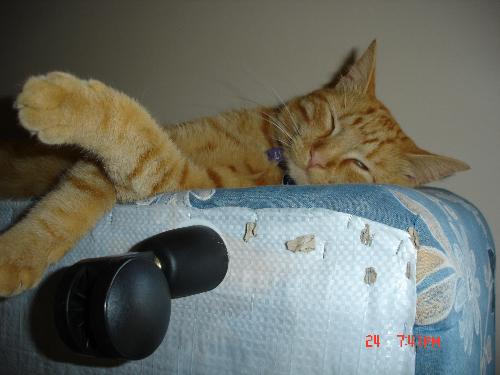 Leo again - I think someone forgot to tell Leo that's not how you sleep on a bed.
