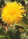 Dandelions - this is a photo of a dandelion in a yard.it is a very pretty yellow .
