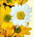 Which flower do you prefer? - Many people always say they like this or that flower. But I do like flower with yellow colour. Which one do you like?