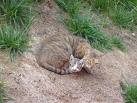 cats - cats sleeps too mush..is it because they are lazy or sick or naturally they are like that? cats - cats sleeps too mush..is it because they are lazy or sick or naturally they are like that?