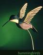 hummingbird - hummingbird -- another favorite of mine
