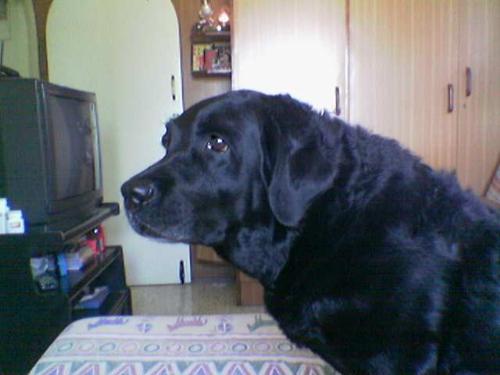 cherie - The SUNSHINE of my life.. My adorable 8 year old Black Labrador Retriever who still thinks she's a puppy and behaves like one at that....