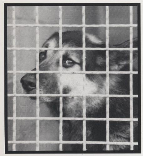 Dog Pound - Dog in a Dog Kennel. http://digilander.libero.it/ifiglidiundiominore/canile.JPG