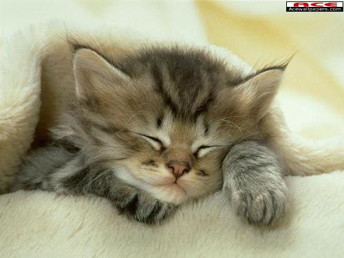 kitten - Cute kitten sleeping on the bed with blanket over him.