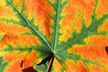 a leaf - a coloured leaf