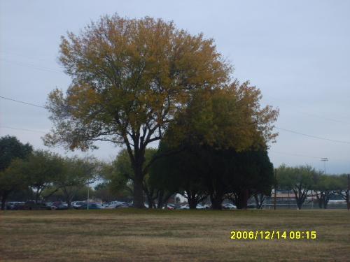 Photography - Tree, scenery