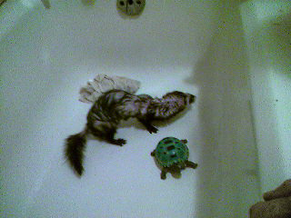 bathing little molly  -  this is molly in the bath with a toy turtle of hers. can you see that there is no water in the tub? it&#039;s because she hates water!