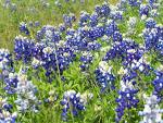 bluebonnets - It&#039;s that time of the year again here in Texas. The bluebonnets are in full bloom.