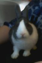 Rex the Funny Bunny - Picture of our bunny rabbit, Rex the Funny Bunny.