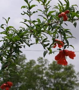 abundant - This is supposed to be the season where this plant produces beautiful blooms and fruits. However, it is also the raining season.