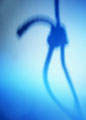 Noose - Picture of shadow of a noose on a wall.