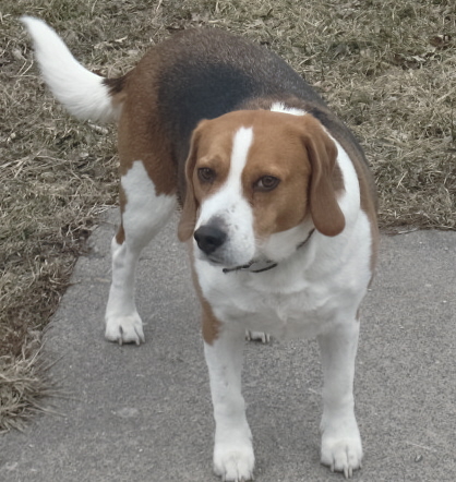 my buddy - Buster My Beagle