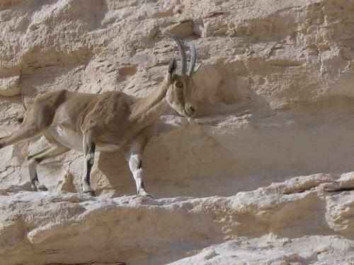 An ibex in the Negev desert - Me and my fionce travel a lot in our country. Look what we see... I got pretty close to it, didn't I?
