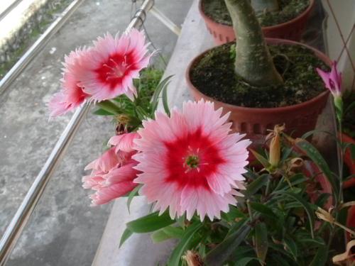 My flower - I like to plant flower.I buy many seeds, some of the seeds i buy from T& M, i prefer plant from seeds, i like to see my plant grow up everyday.