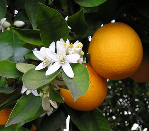 juice - i love orange juice..it's my thirst quencher!