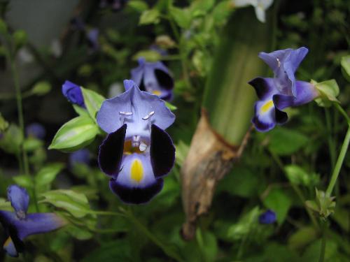 My flower - This flower got many colour but i only sucess plant in three colour only.