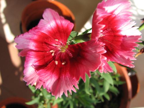 My flower - I like to plant flower like this!