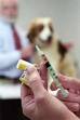 dog vaccines - Dog vaccinations...