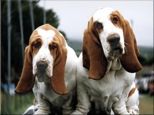 Identical Dogs - How Identical are they