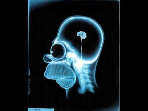Simpson's skull - the simpson's skull