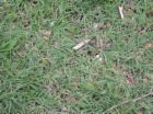 Bermuda grass. - A type of grass which are commonly used on golf courses and lawns.