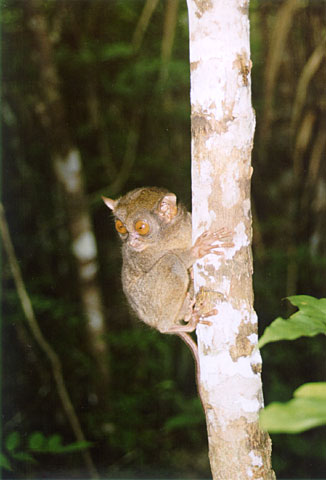 Smallest monkey in the world - tarsier the smallest monkey in the world found in Bohol,philippines