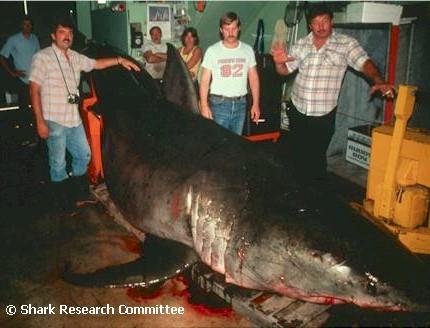 Nightmare in Sea - i can't image if this shark bite me! so scary