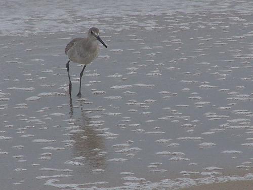 Sea Bird at the Ocean - this bird was just looking for a bit to eat at the ocean this day