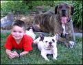 dog and children - pet animals and the children