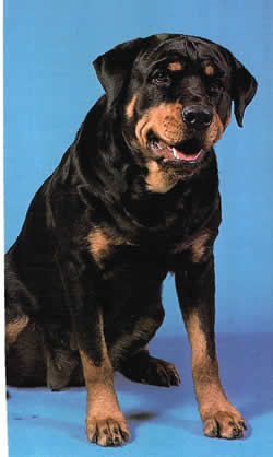 Rotweiller dog - my dog looks like this one!
