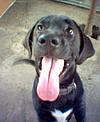 labrador FRODO - cute dog!