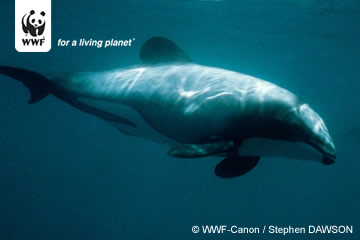 Hector's dolphin - Unless we act now to protect them, Hector's dolphins will lose their fight for survival. Hector's dolphin - Unless we act now to protect them, Hector's dolphins will lose their fight for survival.