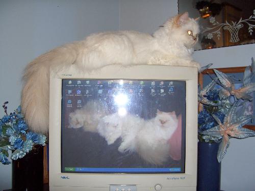 My cat on top of computer. - Cat on computer with images of three of my cats on screen