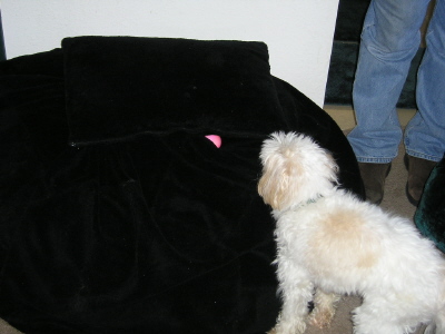 There's an Egg! - Rascal finding an Easter egg in the bean bag!!