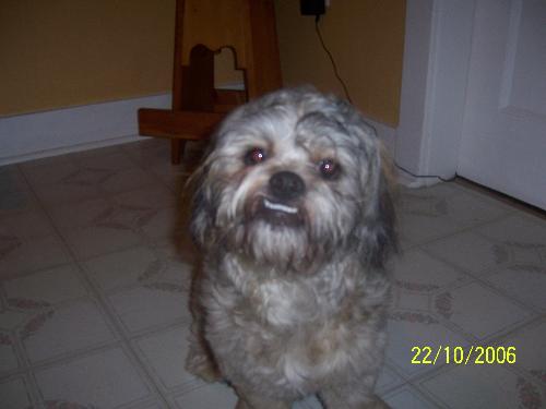 more pics of rollie - the pic with the dog wearing the pink hat is his girlfriend sadie.