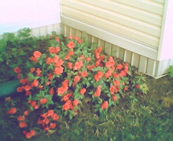 One set of My Red Azalias - These are sitting under my bay window and get plenty of sunlight. Their color is really nice this year considering we haven't had a whole lot of rain. My purple ones are really budding and coming out now also.