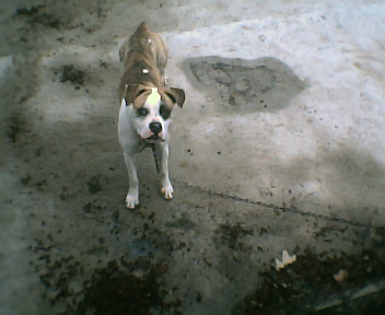 Baby Girl - My Doggy