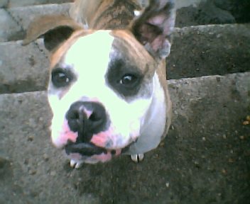 Baby girl - my boxer