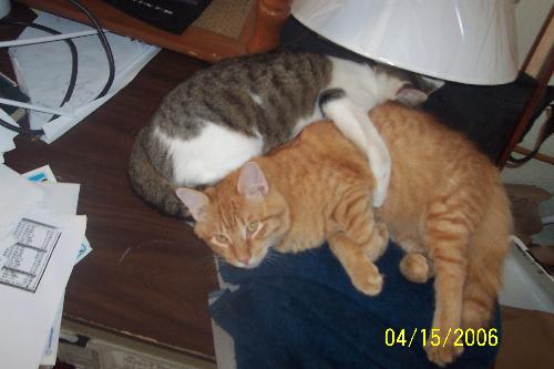 Ollie & Boy Kitty - They love to hate each other & only tolerate us.