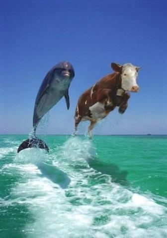 cowphin - cow with dolphin