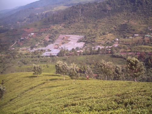 megamendung puncak - tea garden panoramic at megamendung puncak bogor