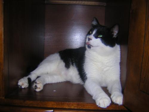 beelu - my big boy :)