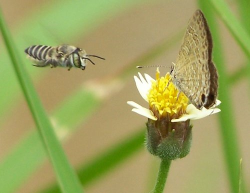 The moment - A bee claiming its stake