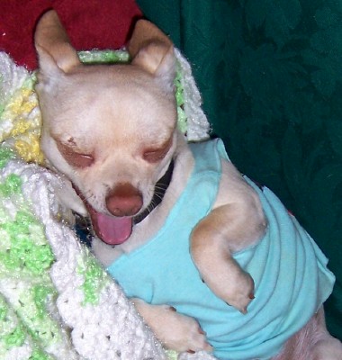 doggy - a dog wearing a blue dress sleeping peacefully