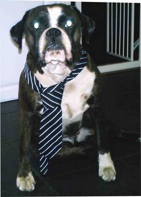 neck tie dog - dog wearing a neck tie,Brooke ready for school.